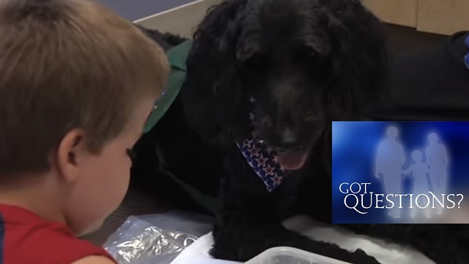 Problems with 2024 therapy dogs